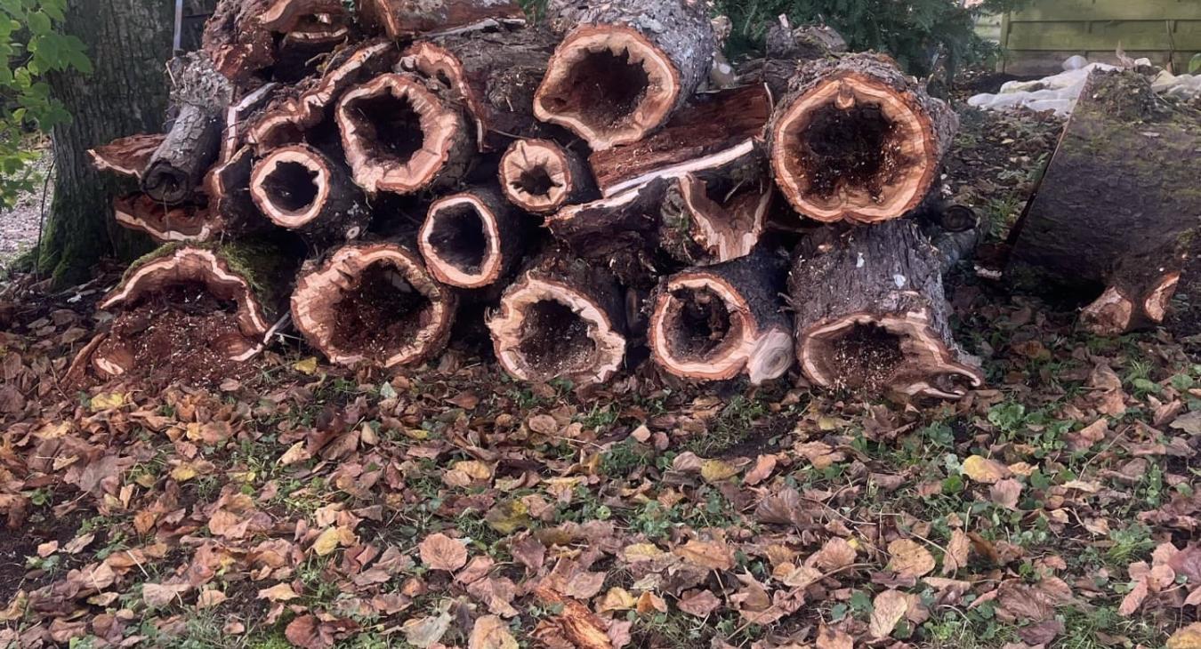 Élagage et débitage Fontainebleau
