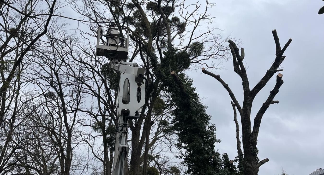 Élagage de grande hauteur Villeneuve-le-Roi