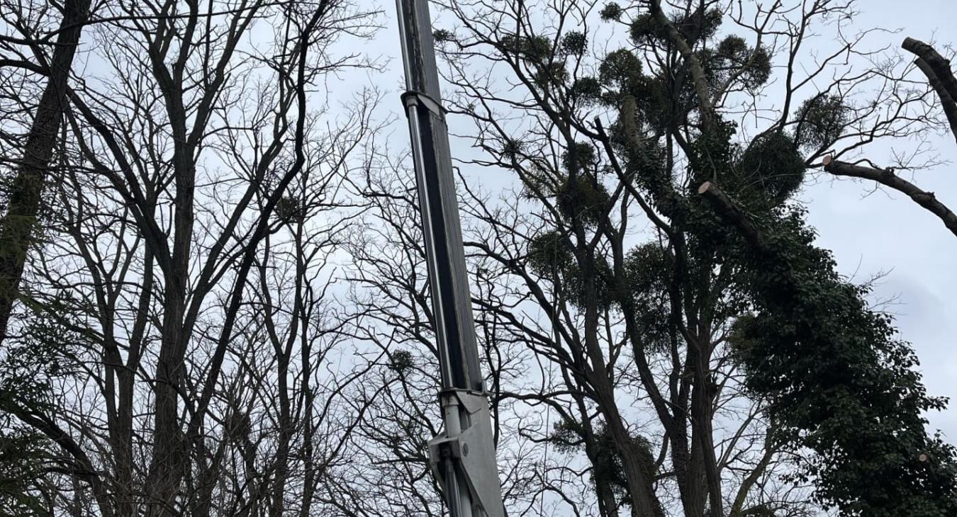 Élagage de grande hauteur Villeneuve-le-Roi