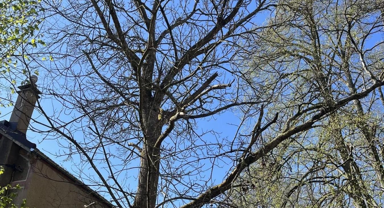 Élagage de grande hauteur