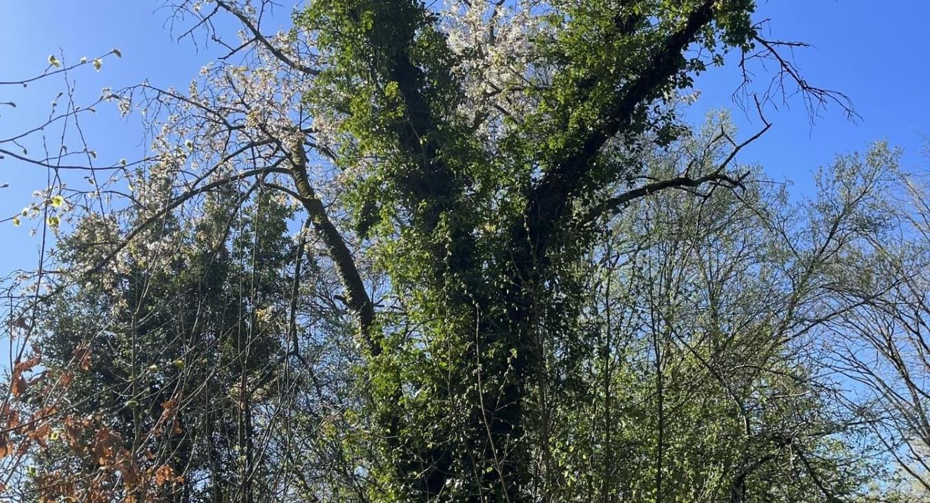 Élagage de grande hauteur