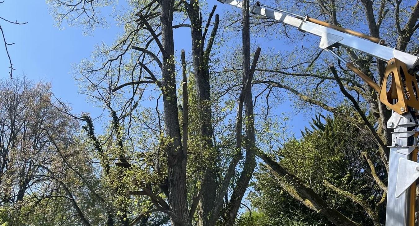 Élagage de grande hauteur