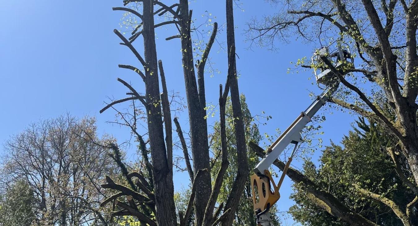 Élagage de grande hauteur