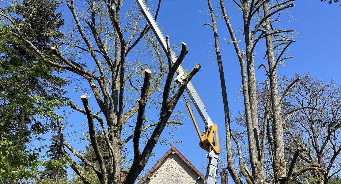 Élagage de grande hauteur