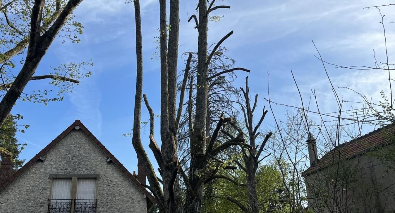 Élagage de grande hauteur